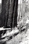 Redwood skogshuggning i Canada